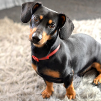 Photo of a Smooth-haired Dachshund