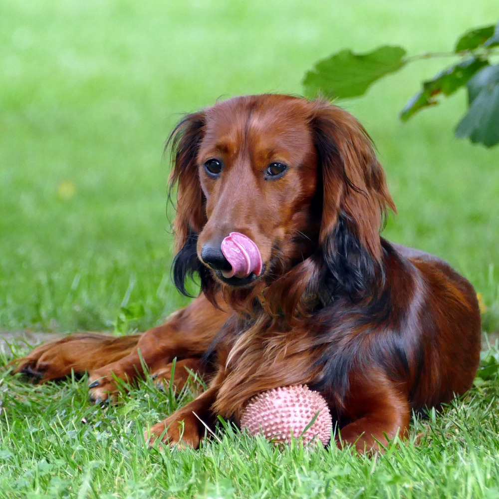 Photo of a Long-haired Dachshund