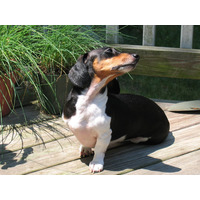 Photo of a Miniature Smooth-haired Dachshund