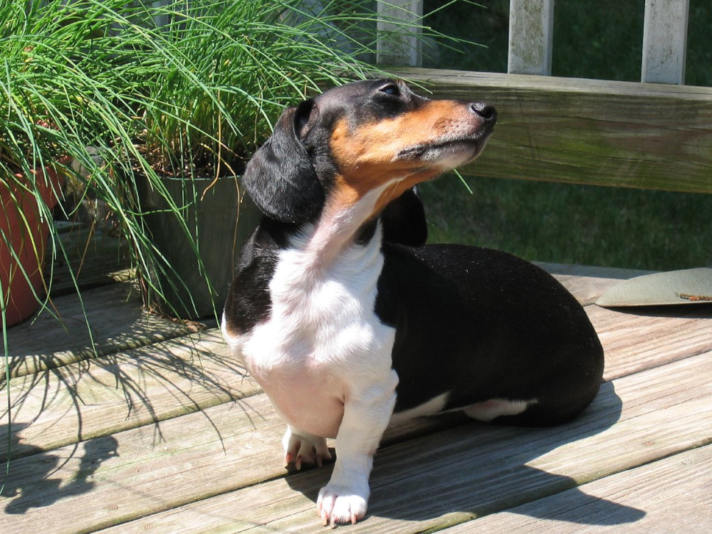 Photo of a Miniature Smooth-haired Dachshund