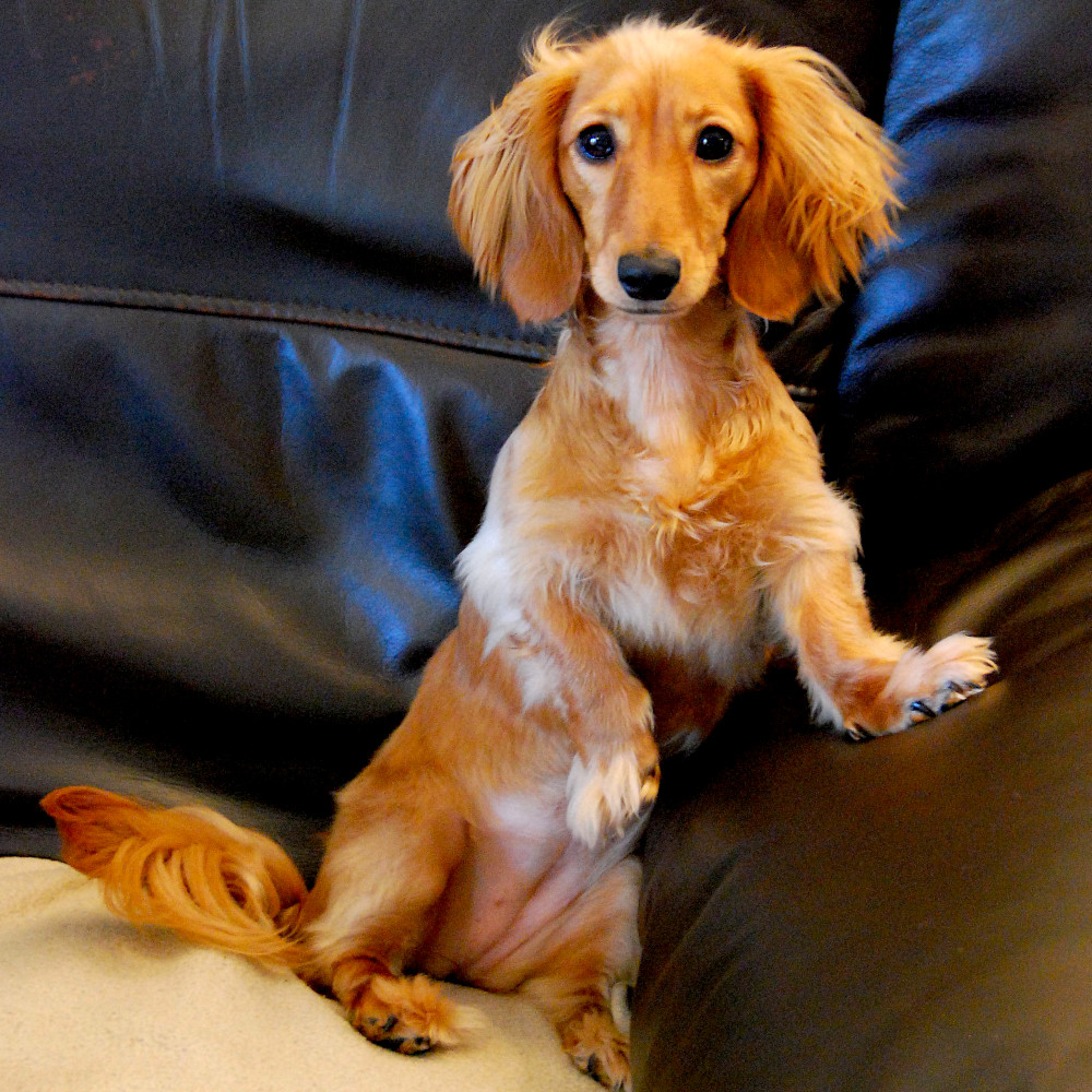Photo of a Miniature Long-haired Dachshund