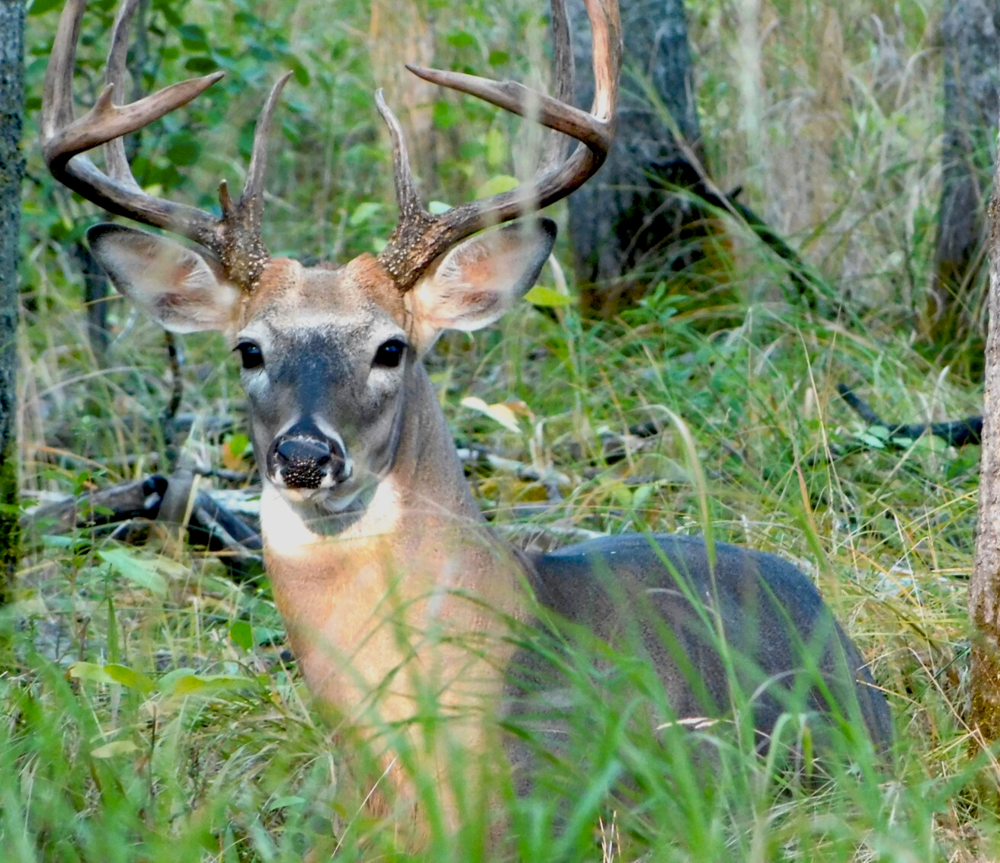 Photo of a Deer