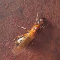 Photo of a Carpenter Ant