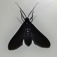 Photo of a Tiger Moth