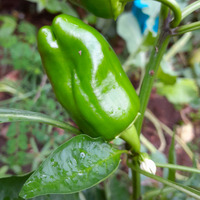 Photo of a Bell Pepper