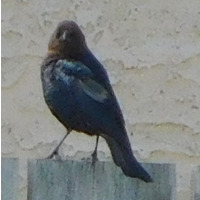 Photo of a Brown-headed Cowbird