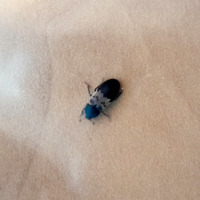 Photo of a Larder Beetle