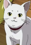 Ouji's Cat