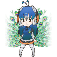 Profile Picture for Indian Peafowl