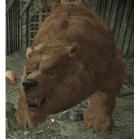 Boris (bear)