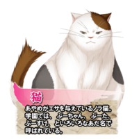 Image of Cat
