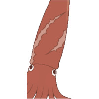 Profile Picture for Squid